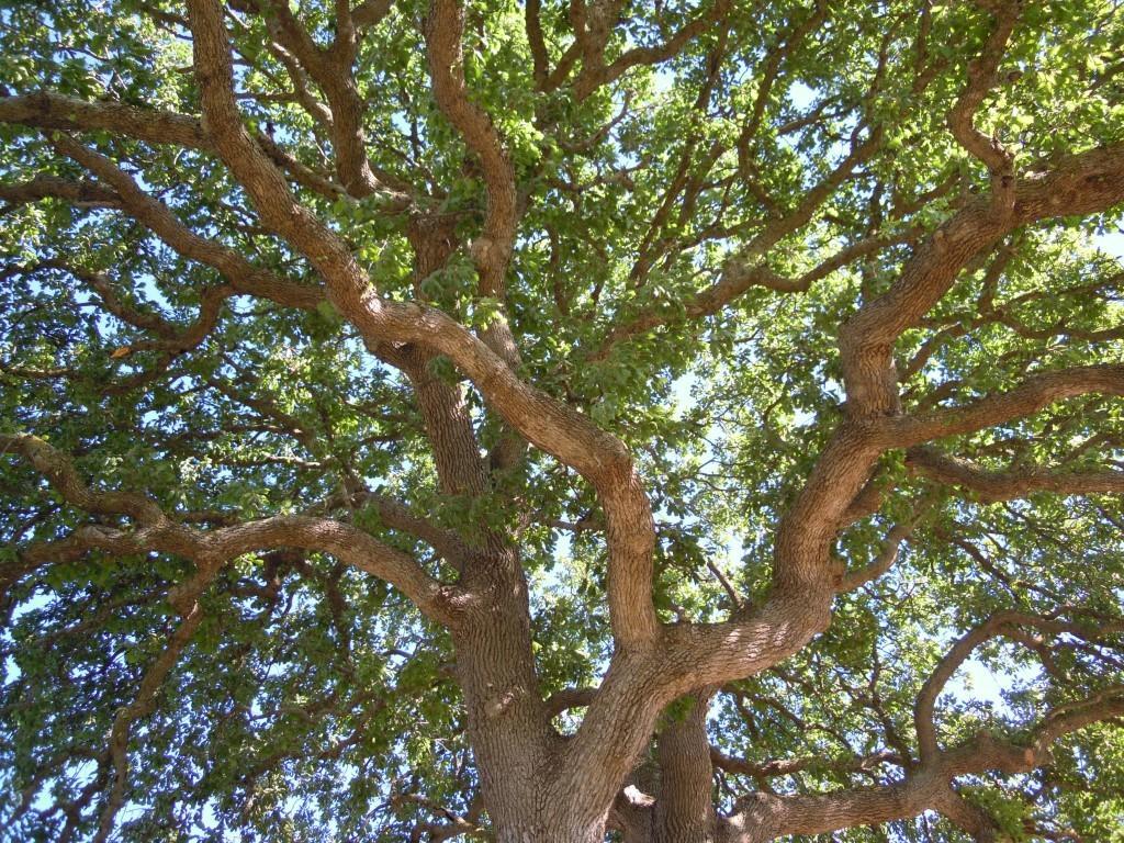 Agriturismo Le Fornelle Tricase Phòng bức ảnh